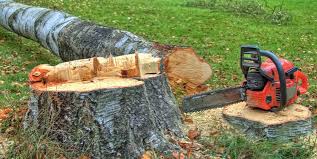 Best Leaf Removal  in Tulia, TX