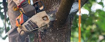 How Our Tree Care Process Works  in  Tulia, TX