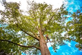 Best Emergency Tree Removal  in Tulia, TX