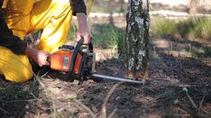 Best Tree Mulching  in Tulia, TX