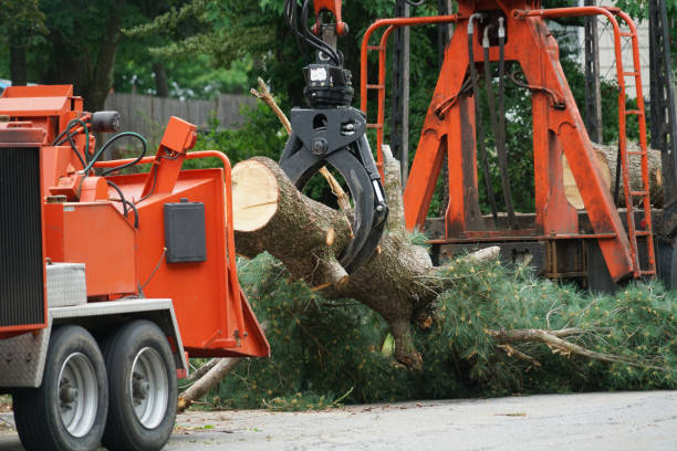 Best Pest Control for Lawns  in Tulia, TX