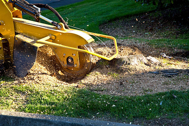 Trusted Tulia, TX Tree Services Experts