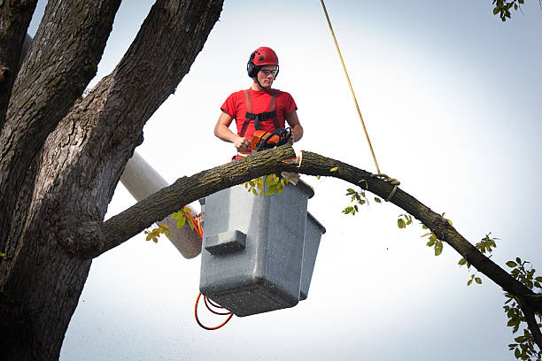 Reliable Tulia, TX Tree Services Solutions