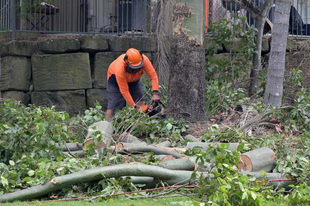 Best Tree Removal  in Tulia, TX