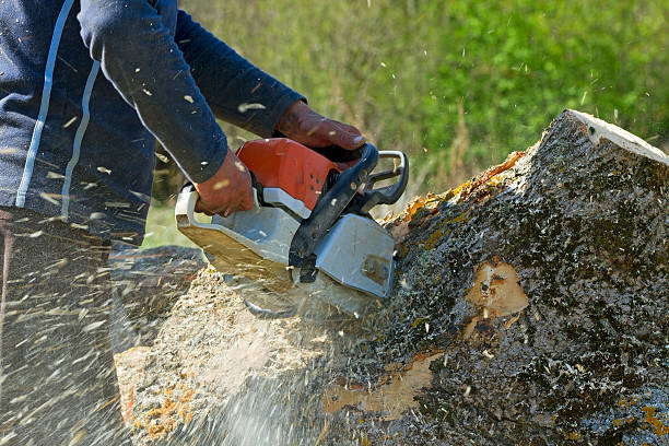 Best Grass Overseeding  in Tulia, TX