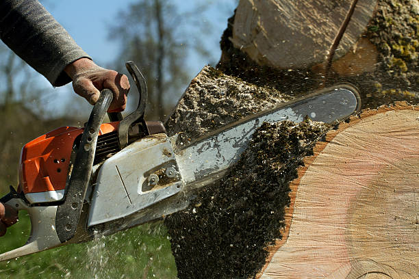 Best Tree Health Inspection  in Tulia, TX