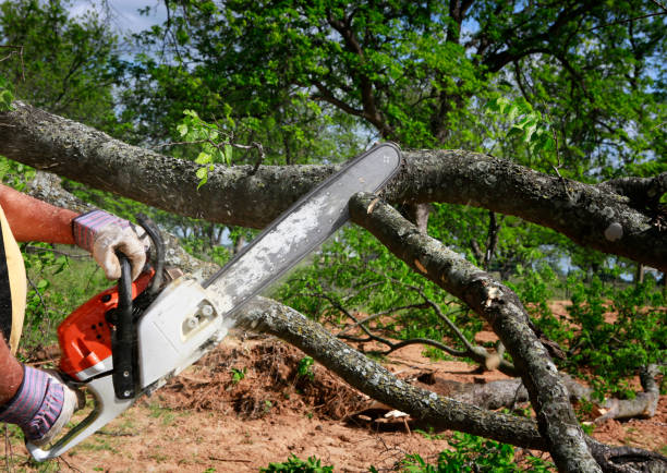 Best Utility Line Clearance  in Tulia, TX